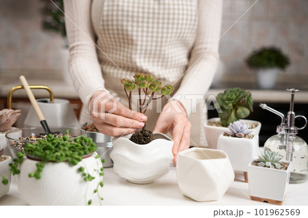 Woman holding Aeonium house Plant rooted cutting for planting potting 101962569