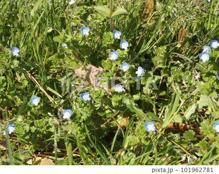 こじま花の会花畑に咲いた青い花はネモフイラの花 こじま花の会花畑に咲いた青い花はネモフイラの花 101962781