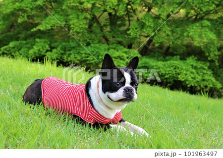 緑の芝生に伏せて可愛く見つめる赤いボーダーシャツのボストンテリア♡マイティくん 緑の芝生に伏せて可愛く見つめる赤いボーダーシャツのボストンテリア♡マイティくん 101963497