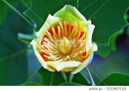 黄色いユリノキの花の中（春、四月） 101963518