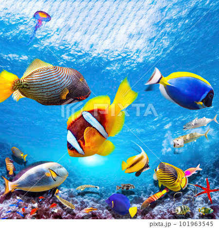 Magnificent underwater world of the tropical ocean. Magnificent underwater world of the tropical ocean. 101963545