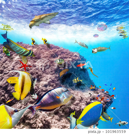 Magnificent underwater world of the tropical ocean. Magnificent underwater world of the tropical ocean. 101963559