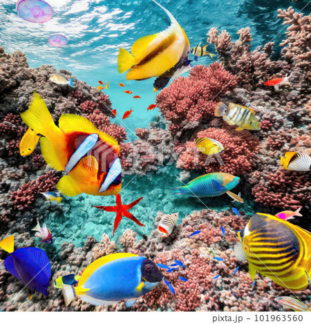 Magnificent underwater world of the tropical ocean. Magnificent underwater world of the tropical ocean. 101963560