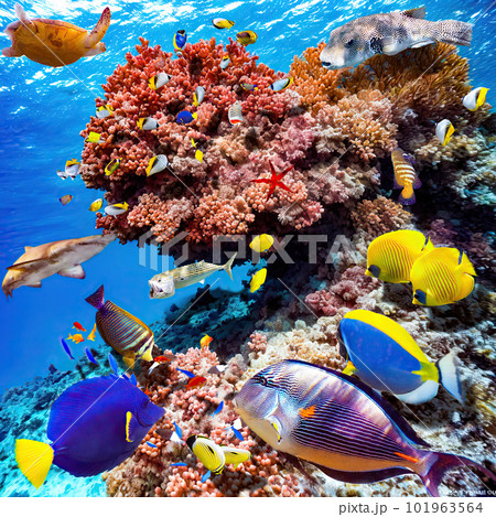 Magnificent underwater world of the tropical ocean. Magnificent underwater world of the tropical ocean. 101963564