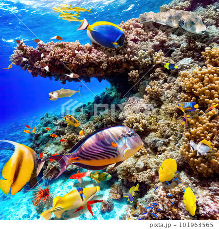 Magnificent underwater world of the tropical ocean. Magnificent underwater world of the tropical ocean. 101963565