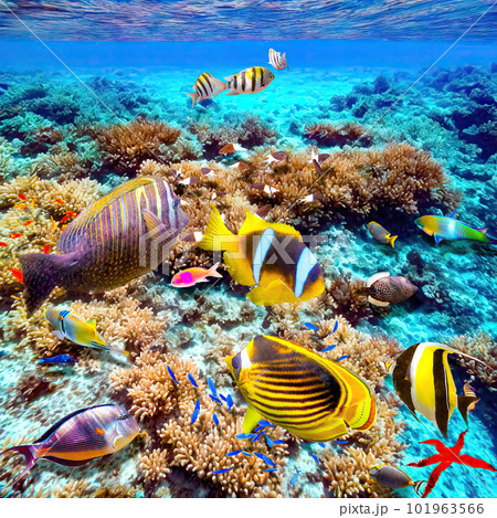 Magnificent underwater world of the tropical ocean. 101963566