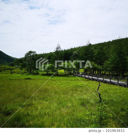 入笠山　大阿原湿原 101963631