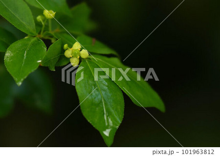 黄緑色の小さな花を咲かせるニシキギ 101963812