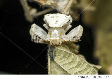 White crab spider, Thomisidae, Satara, Maharashtra, India White crab spider, Thomisidae, Satara, Maharashtra, India 101963847