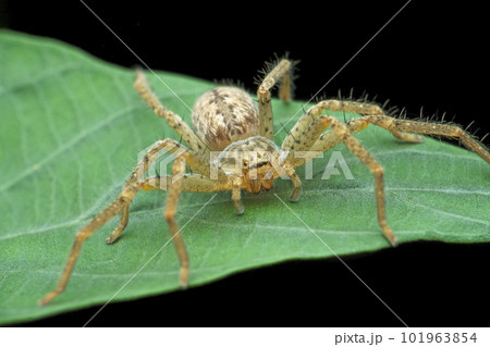 Huntsman spider, Sparassidae, Satara, Maharashtra, India Huntsman spider, Sparassidae, Satara, Maharashtra, India 101963854