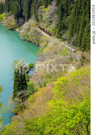 春の只見川沿いを走る只見線の早戸俯瞰(福島県三島町、4月下旬) 101963959
