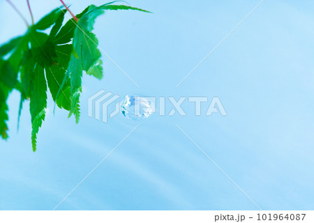 水面と青もみじと波紋 101964087