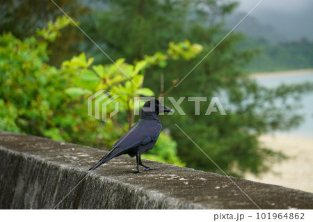 光沢美しいカラス 光沢美しいカラス 101964862