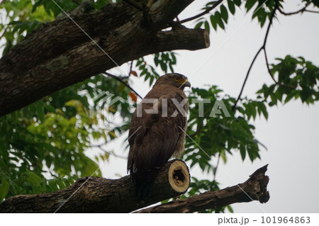 天然記念物カンムリワシ 101964863