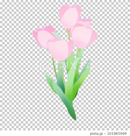 Bouquet of pink tulips 101965094