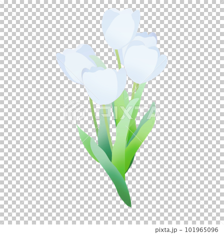 Bouquet of white tulips 101965096