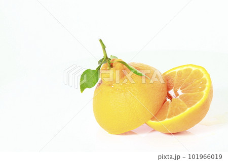 枝葉付き不知火（デコポン）の断面 イメージ写真 101966019