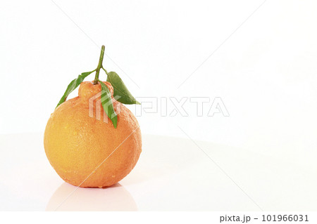 白バックで余白を付け撮影した枝葉付き不知火（デコポン） 101966031