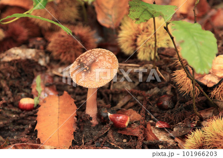 Close-up on an Amanita pantherina Close-up on an Amanita pantherina 101966203