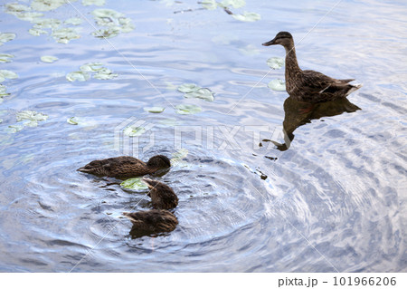 Mallard ducks swimming in the pond Mallard ducks swimming in the pond 101966206