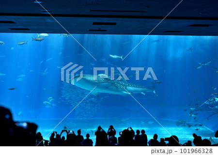 美ら海水族館の大水槽を泳ぐジンベエザメです 101966328