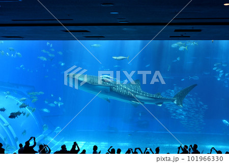 美ら海水族館の大水槽を泳ぐジンベエザメです 美ら海水族館の大水槽を泳ぐジンベエザメです 101966330
