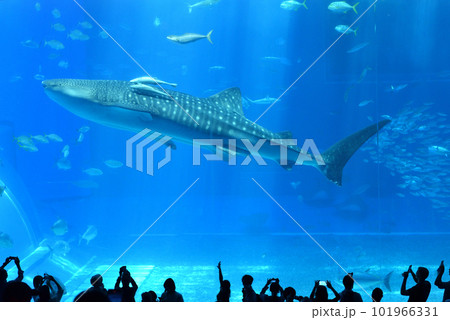 美ら海水族館の大水槽を泳ぐジンベエザメです 美ら海水族館の大水槽を泳ぐジンベエザメです 101966331