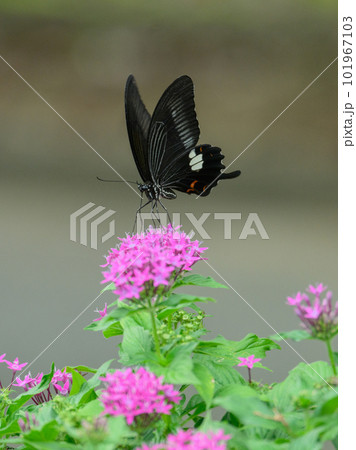 吸蜜するアゲハチョウ 吸蜜するアゲハチョウ 101967103