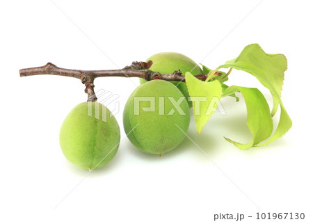 梅の実(青梅) 梅の実(青梅) 101967130