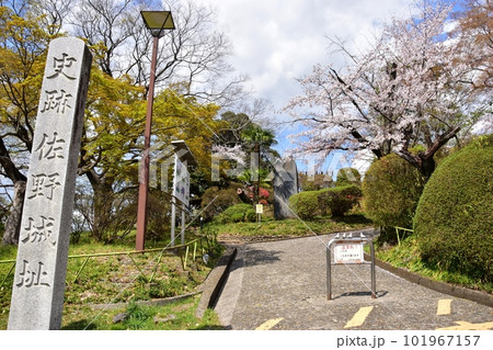 佐野市 城山公園(佐野城跡)散策路入口と満開桜と新緑 佐野市 城山公園(佐野城跡)散策路入口と満開桜と新緑 101967157
