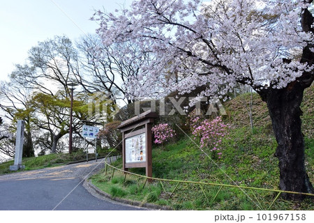 佐野市 城山公園(佐野城跡)散策路入口と満開桜と新緑 佐野市 城山公園(佐野城跡)散策路入口と満開桜と新緑 101967158