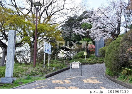 佐野市 城山公園(佐野城跡)散策路入口と満開桜と新緑 佐野市 城山公園(佐野城跡)散策路入口と満開桜と新緑 101967159