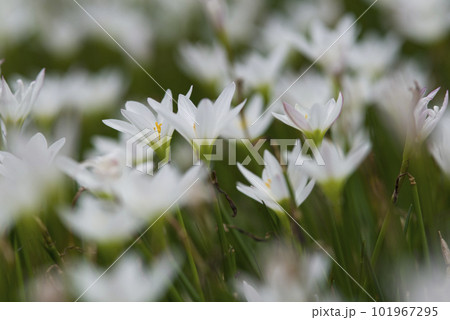 公園にタマスダレの白い花が咲いています。学名はZephyranthes candidaです。 公園にタマスダレの白い花が咲いています。学名はZephyranthes candidaです。 101967295