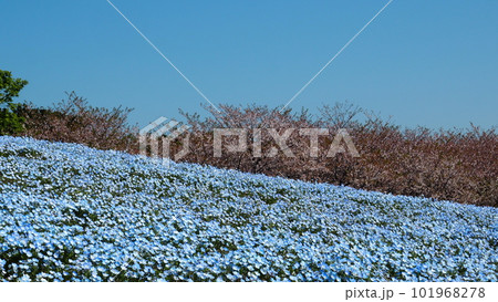 青空の下のネモフィラの花と桜の花 青空の下のネモフィラの花と桜の花 101968278