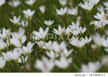 公園にタマスダレの白い花が咲いています。学名はZephyranthes candidaです。 101968517