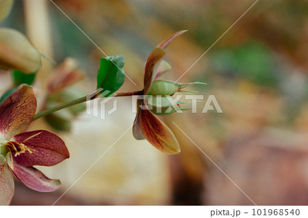 Helleborus purpurascens. Beautiful spring flowers of the buttercup ranunculus family growing in a bed in a botanical garden. Floriculture, plants growing. Springtime summer nature wallpaper. Helleborus purpurascens. Beautiful spring flowers of the buttercup ranunculus family growing in a bed in a botanical garden. Floriculture, plants growing. Springtime summer nature wallpaper. 101968540