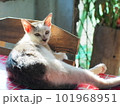 cute domestic cat lies on table and looking at camera.Portrait lovely cat. 101968951