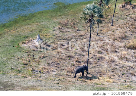 Aerial shot of an Elephant rubbing its head against a palm tree Aerial shot of an Elephant rubbing its head against a palm tree 101969479