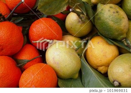 Stack of clementines and limes on a market stall 101969831
