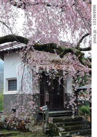 永太院の枝垂れ桜 101969990