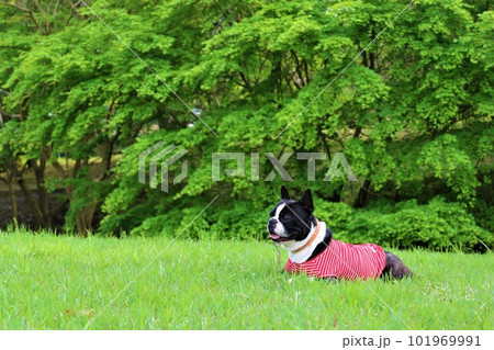 新緑が綺麗な芝生に伏せて可愛く見つめる赤いボーダーシャツのボストンテリア♡マイティくん 新緑が綺麗な芝生に伏せて可愛く見つめる赤いボーダーシャツのボストンテリア♡マイティくん 101969991