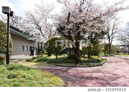 佐野市　城山公園（佐野城跡）散策路と万葉の里城山記念館と満開桜 101970410