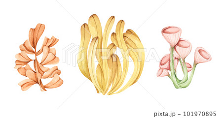 Seaweeds. Underwater ocean plants, sea coral elements. Isolated on white background. Watercolor illustration. Seaweeds. Underwater ocean plants, sea coral elements. Isolated on white background. Watercolor illustration. 101970895