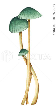 Seaweeds. Underwater ocean plants, sea coral elements. Watercolor illustration. 101970925