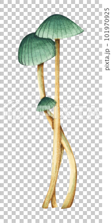 Seaweeds. Underwater ocean plants, sea coral elements. Watercolor illustration. 101970925