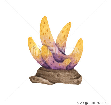 Seaweeds. Underwater ocean plants, sea coral elements. Watercolor illustration. 101970949