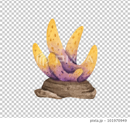 Seaweeds. Underwater ocean plants, sea coral elements. Watercolor illustration. 101970949