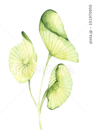 Seaweeds. Underwater ocean plants, sea coral elements. Watercolor illustration. 101970950