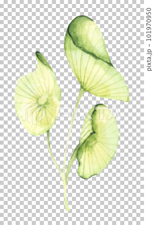 Seaweeds. Underwater ocean plants, sea coral elements. Watercolor illustration. 101970950