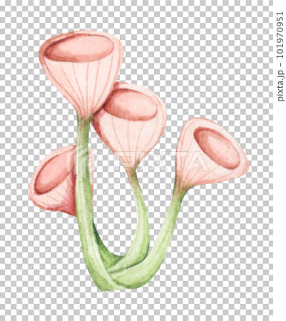 Seaweeds. Underwater ocean plants, sea coral elements. Watercolor illustration. 101970951